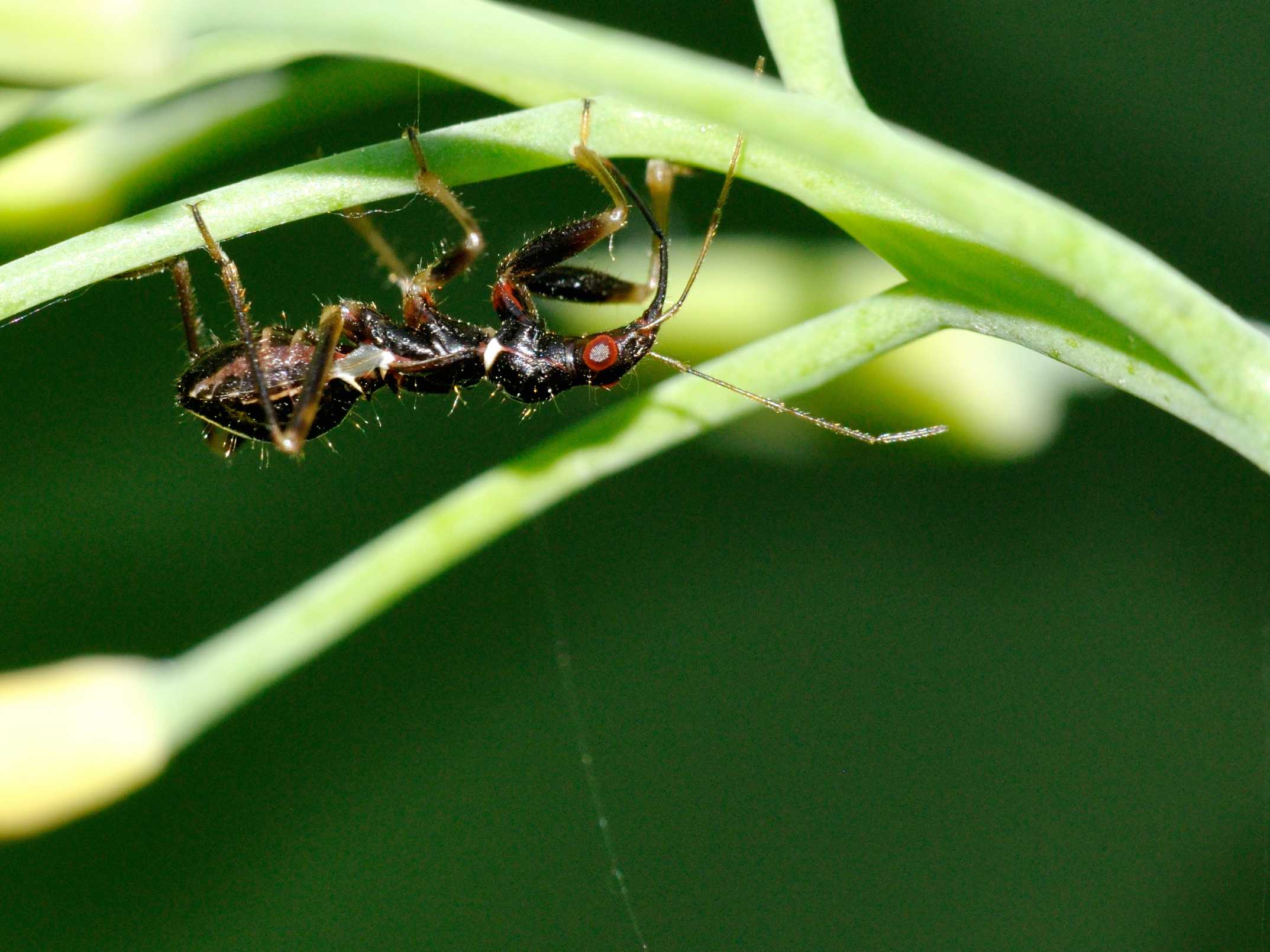 Nabidae: Himacerus mirmicoides, juv di  Rocca di Botte (AQ)